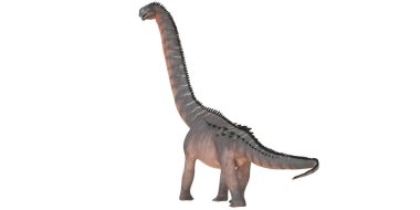 Beyaz arkaplanda izole edilmiş Brachiosaurus modeli