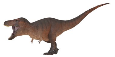 Beyaz arka planda kükreyen T-Rex dinozoru