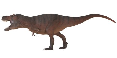 Beyaz arka planda kükreyen T-Rex dinozoru.