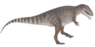 Theropod dinazorunun detaylı çizimi.
