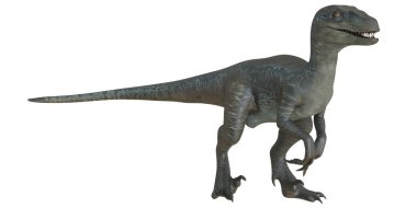 Velociraptor dinozorunun gerçekçi tasviri.