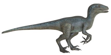 Beyaz arkaplanda gerçekçi Velociraptor dinozor modeli.