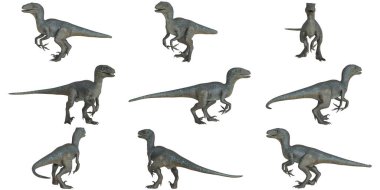 Gerçekçi velociraptor dinazor pozları koleksiyonu.