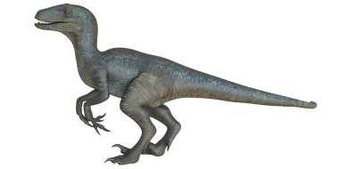 Beyaz arkaplanda gerçekçi Velociraptor dinozoru.