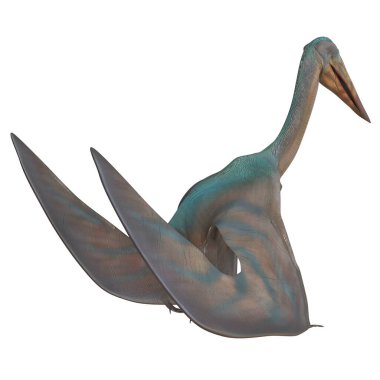 Büyük bir Pterosaur 'un fosil yapılandırması.