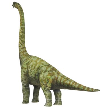 Majestic Brachiosaurus gururla ayakta duruyor..