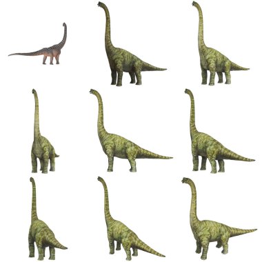 Brachiosaurus dinozorlarının üç boyutlu modelleri çeşitli pozlarda.