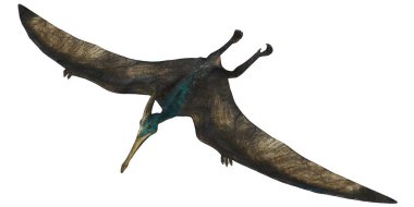 Uçan Pterosaur 'un havada uzanan kanatları..