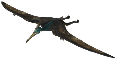 Uçan Pterosaur 'un kanat açıklığı çok geniş.