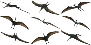 Çeşitli uçuşlardaki Pterodactyl siluetleri.