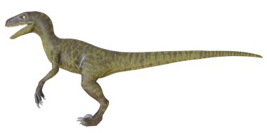 Velociraptor dinozorunun gerçekçi tasviri