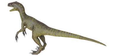 Velociraptor dinozorunun gerçekçi tasviri