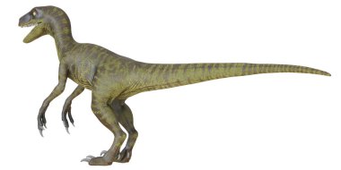 Velociraptor dinozorunun gerçekçi tasviri
