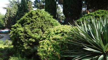 Çeşit çeşit bitkileri olan yemyeşil bir bahçe..