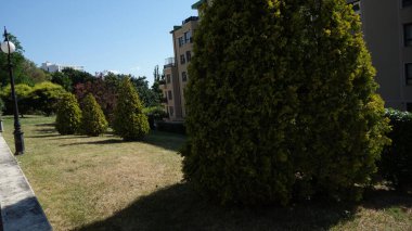 Uzun ağaçlı ve apartmanlı şehir bahçesi.
