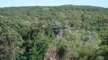 Berrak mavi gökyüzünün altındaki yemyeşil orman
