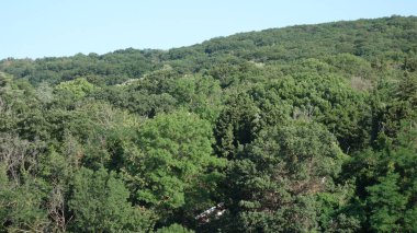 Berrak mavi gökyüzünün altındaki yemyeşil orman