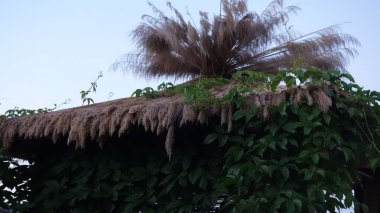 Yemyeşil sarmaşıklı taşralı sazdan çatı.