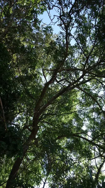 Parlak gökyüzünün altında yemyeşil ağaç örtüsü