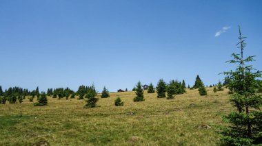 Dağılmış yeşil ağaçları olan huzurlu bir çayır..