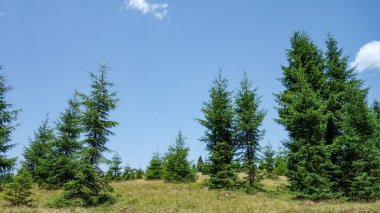 Berrak mavi gökyüzünün altında yemyeşil çam ağaçları