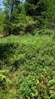 Ormanda yemyeşil bir alan.