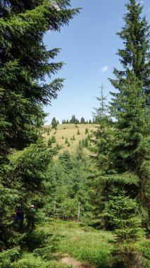 Yükselen tepeleri olan yemyeşil orman.