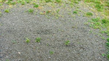 Çakıl taşı yüzeyinde seyrek bitkiler.