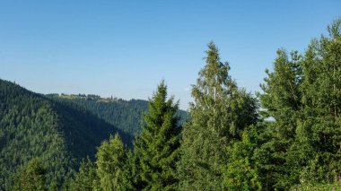 Berrak mavi gökyüzünün altındaki yemyeşil orman.