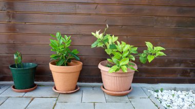 Taş bir verandada üç saksı bitkisi..