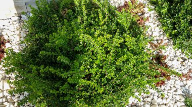 Canlı yeşil çalılar Süslü beyaz taşlar arasında.