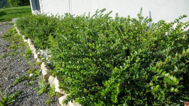 Çakıl yolu boyunca yemyeşil çit.