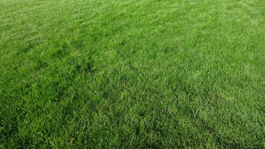 Açık Araziyi çevreleyen yemyeşil otlar