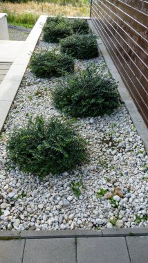 Modern bir kaya bahçesinde düzgün çizgili çalılar..