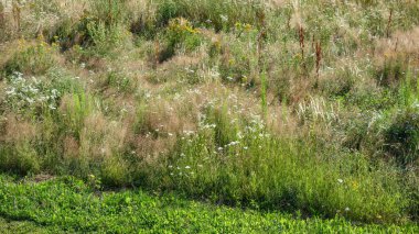 Çeşitli kır çiçekleriyle yemyeşil çayır