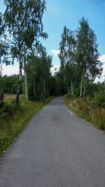 Berrak mavi gökyüzünün altındaki sakin orman yolu.