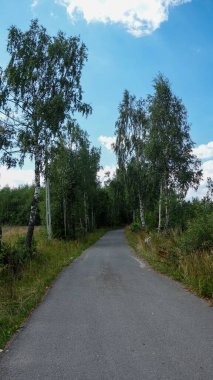 Serene yolu yemyeşil ağaçlarla dolu.
