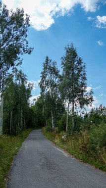 Uzun huş ağaçlarıyla kaplı huzurlu köy yolu.