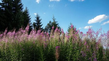 Berrak mavi gökyüzünün altında canlı kır çiçekleri