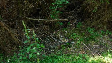 Çeşit çeşit yeşilliklerle dolu yemyeşil orman tabanı