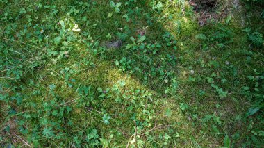 Yosun ve yabani bitkilerle dolu yemyeşil orman zemini.