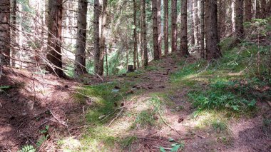 Ağaçların üzerinde benekli güneş ışığı olan sakin bir orman