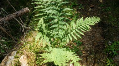 Ormanda güneşli eğrelti otları