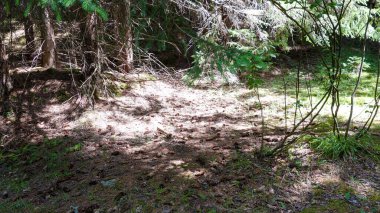 Benekli ışıkla aydınlatılmış orman tabanı