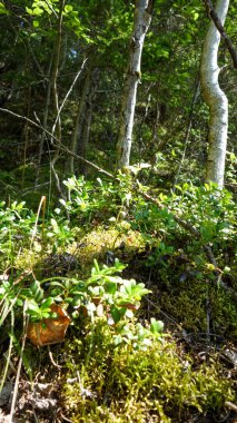 Parlak yeşil yapraklı güneşli orman tabanı.