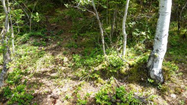 Ağaçların arasından süzülen güneş ışığı olan sakin ağaçlık bir alan..