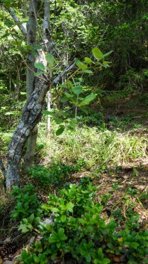 Bereketli yeşil çalılıkları olan güneşli orman ağacı.