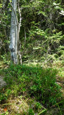 Yeşillik yemyeşil serin orman zemini.
