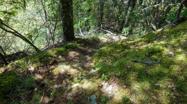 Orman yolu yemyeşil ile çevrili..