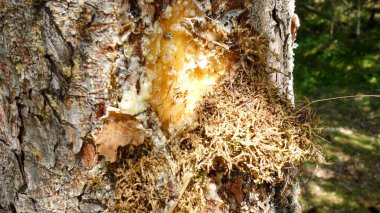 Güneşli bir ormanda ağaç kabuğu sızıyor..